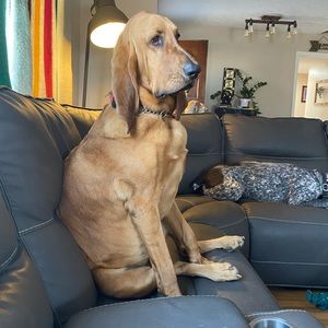 Meet your Posher, Susan